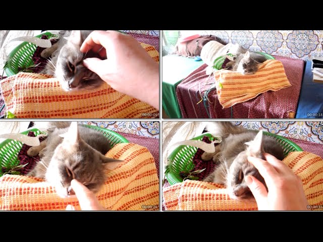 Ultimate Cat Face Massage! So Relaxing! 😻