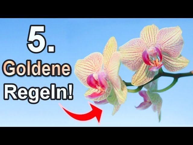 𝗨𝗻𝗯𝗲𝗱𝗶𝗻𝗴𝘁 𝗯𝗲𝗳𝗼𝗹𝗴𝗲𝗻❗Die 5 goldenen Regeln bei der Orchideen Pflege! 🌺✔️