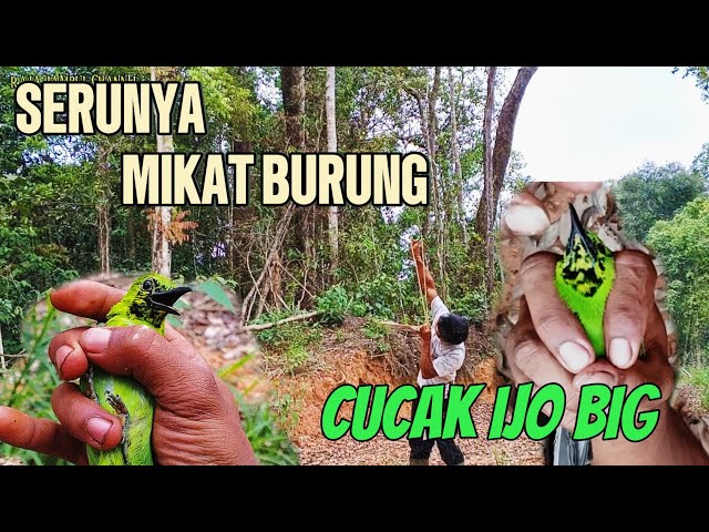 MIKAT BURUNG CUCAK IJO DI BUKIT BARISAN SUMATERA