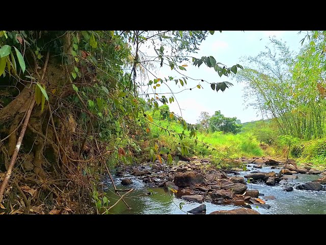 Beautiful Stream and Birds Singing | Serene Nature Ambience for Deep Sleep