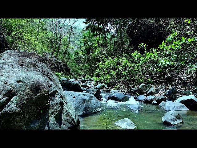 Gentle river water flow with soft bird sounds ASMR for a peaceful, calm atmosphere