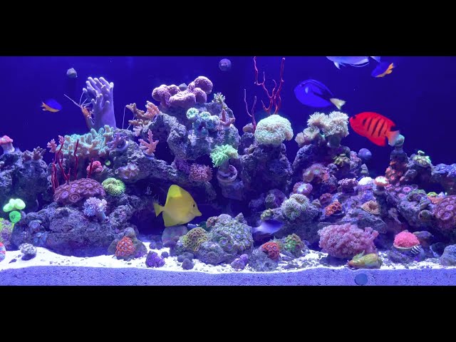 Reef Tank 100. 4K Full Hour Reef Tank Relaxation Video. Hypnotic Blue Ocean Tones. Meditation Video.