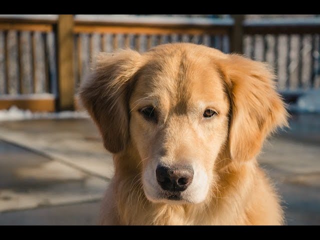 Funniest & Cutest Golden Retriever Puppies - 30 Minutes of Funny Puppy Videos