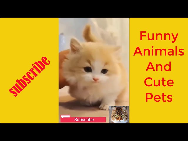 Funny Animals And Cute Pets 8