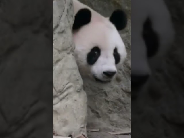 Hilarious Panda Dance Moves That Will Make Your Day! 😂🎵 #shorts  #panda #funny #animals #cute