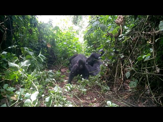 DRC Virunga Gorillas with little ones