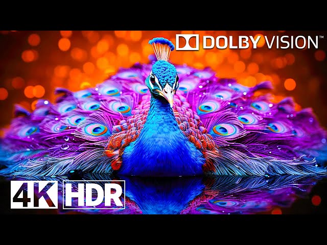 The Craziest OLED Test in 4K HDR 240FPS | Dolby Vision