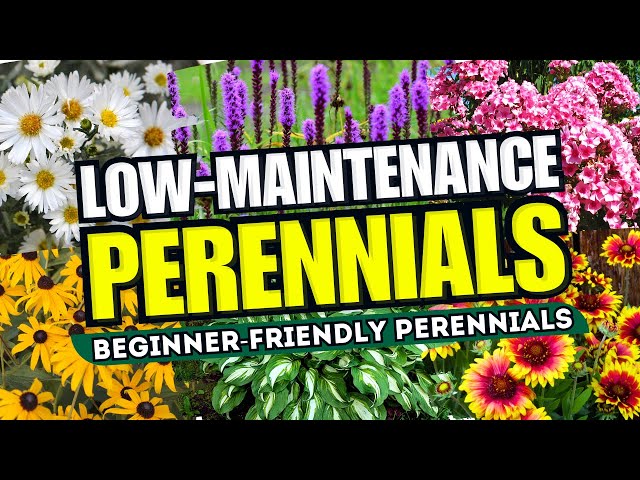 😍 Top 10 Low-Maintenance Perennial Flowers ANYONE Can Grow! - Beginner-Friendly 🌼💪