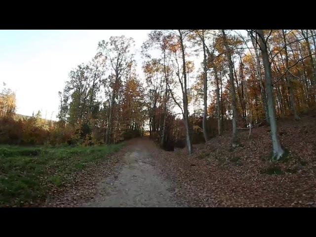 Forest Walk - 360 4k