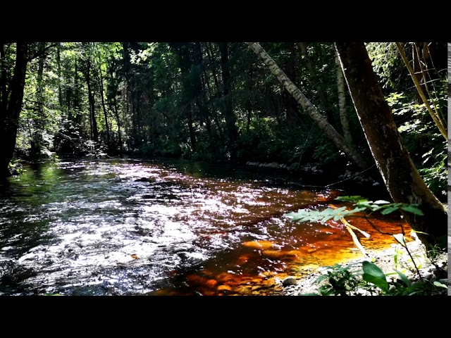 Relax/Sleep [2h05min] kosken solinaa, veden virtausta, luontoääntä 🌲💦River, Rapids, Nature, Forest