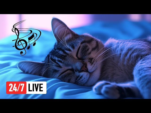 🔴 Soothing Piano Music for Cats & Humans 24/7 Healing Sleep Sounds for Kittens & Owners