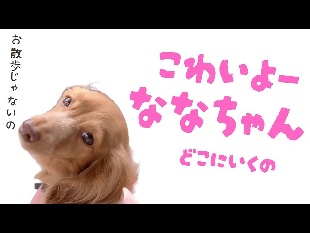 2024/09/23 ななちゃんは、どこへ連れて行かれるの？怖いよー！