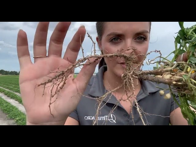 Facts From The Field - Nitrogen Fixation in Peanuts