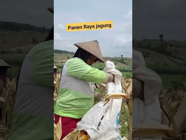 Papah bersama mamah sedang panen jagung lurr #trending #lucu #petani  #funny #jagung #comedy #ngakak