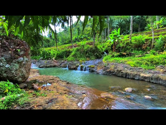 Forest stream sounds asmr sleep relaxing water sounds river nature sounds relaxing videos for sleep