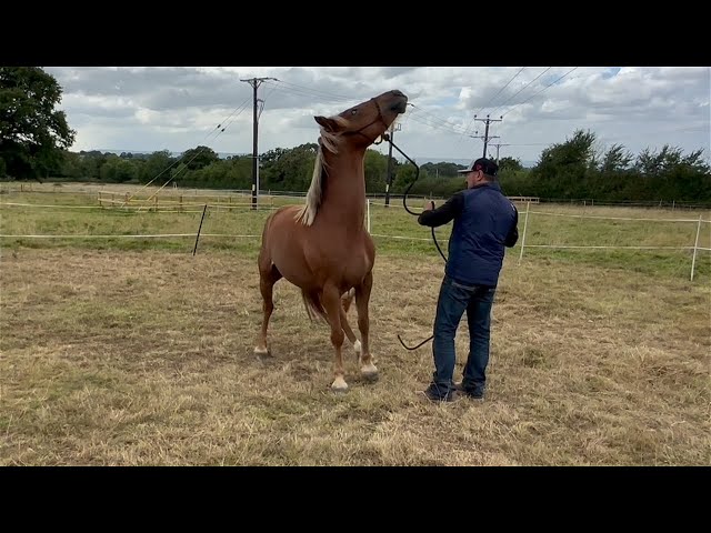 Nervous Horse keeps knocking over its owner! Something has to change!