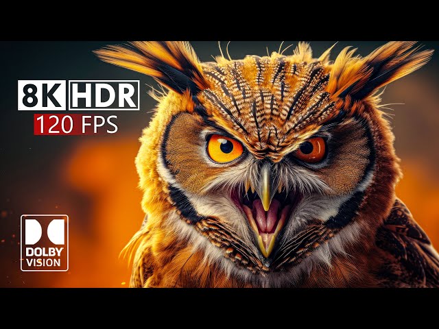 Future of 8K HDR Video ULTRA HD 120FPS - Dolby Vision Demo