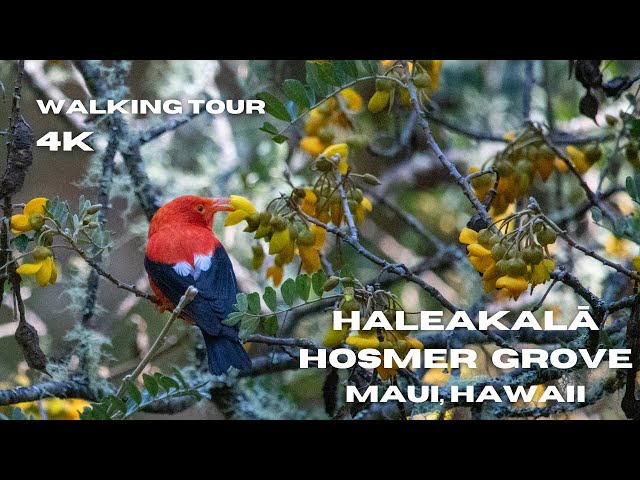 Maui Walking Tour Hosmer Grove in Haleakalā National Park | Immersive 4K treadmill walking tour