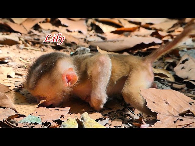 🤔🔚 #shorts #babymonkey #animals #reels #fyp #usa #monkey #funnyvideo #funnymonkey #funnymonkey