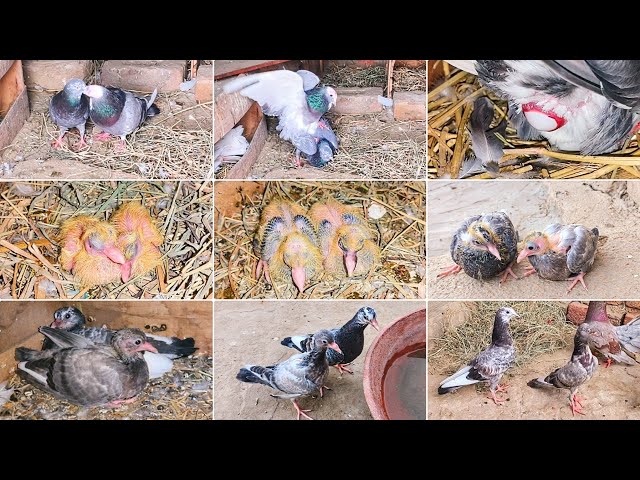 Growth Pigeon Baby Day 1 to 41 Days Progress Successful | From Sick To Healthy | Rare Pigeons