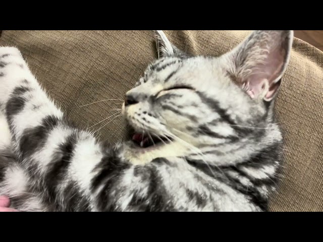 [Cat ASMR] Cat purring sounds, yawning and licking one's tongue for 80 minutes.