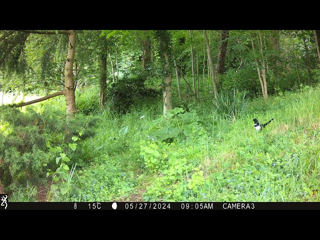 The Magpie | Trail Camera Wildlife | Garden Watch Burton Joyce | #magpies