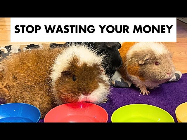 How to Keep Guinea Pigs Happy on a Budget: Save Money Without Sacrificing Quality