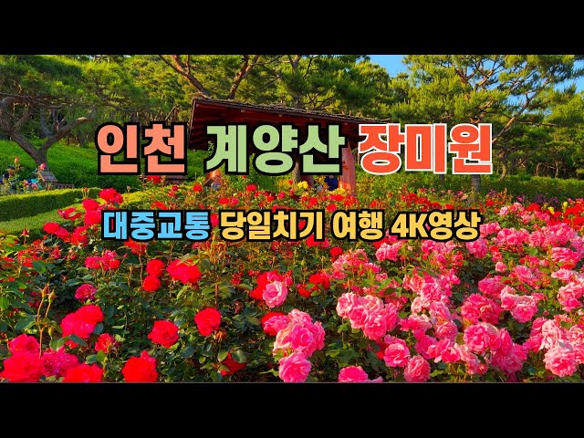 계양산 장미원 대중교통 당일치기 ㅣ 포토존 가볼만한 곳ㅣ 뚜벅이 혼자 여행 ㅣ 가족 나들이 ㅣ 데이트코스 ㅣ 둘레길 ㅣ 트래킹 ㅣ 걷기 좋은 숲길 ㅣ