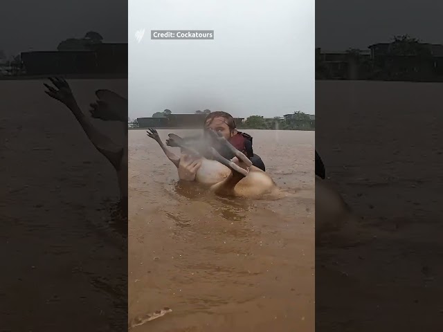 Kayakers rescue wallaby from flooding in northern Queensland