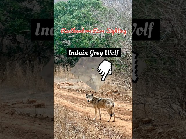 Indian Grey Wolf rare to Sight in Ranthambore #shorts #ranthambhorenationalpark