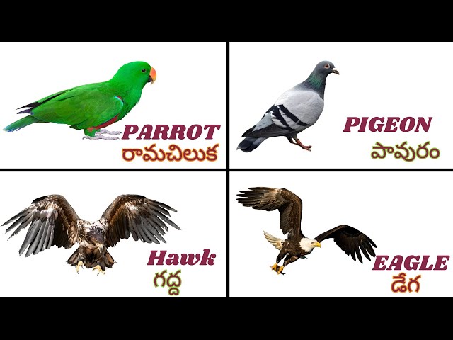 పక్షుల పేర్లు | Learn Birds Names English and Telugu with Sounds | Educational Video for Kids |Birds