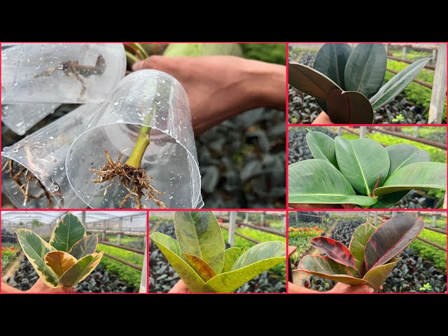 Rooting 5 Different colored Ficus: The Easiest Method with Simple Cups!