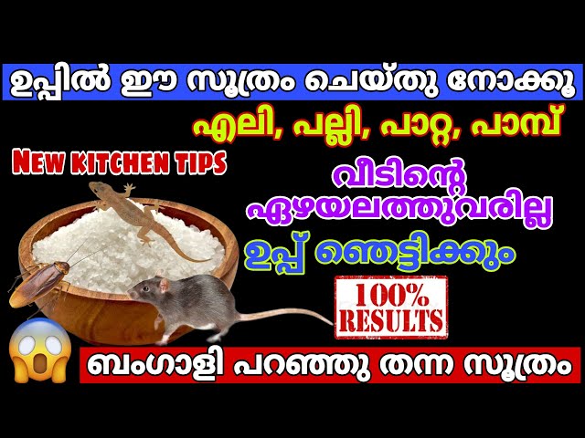 ഉപ്പിൽ ഈ ഒരു സൂത്രംചെയ്യൂ എലി,പല്ലി,പാറ്റ കൂട്ടത്തോടെ ചത്തുവീഴും/Easy way to get rid of rat in home