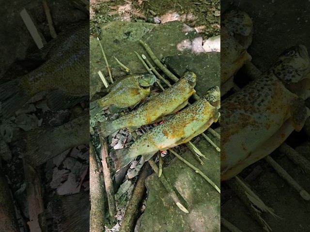 Catching and cooking some trout and bluegill over a campfire 🏕