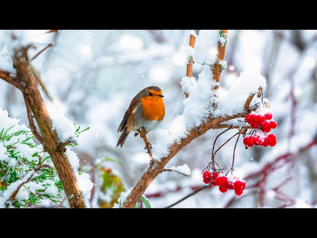 Birds in Winter ~ Relaxing and Healing Music with Gentle Birdsong for Stress Relief ❄