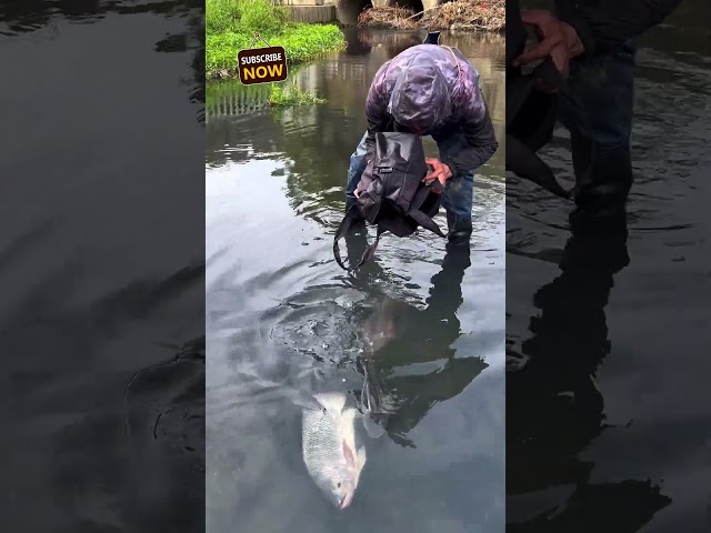 Huge Fish catching by bag