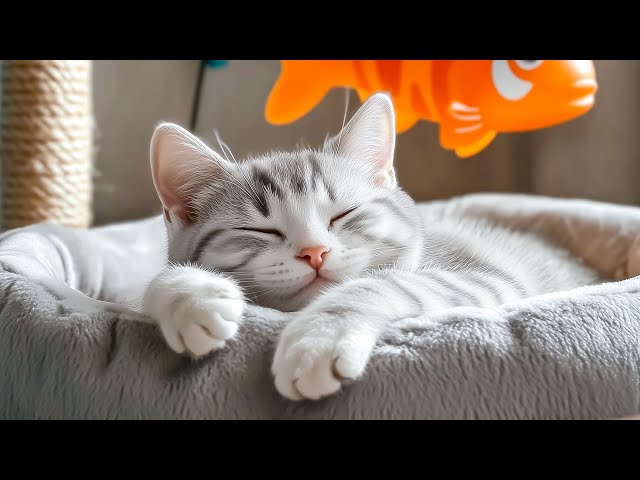 12 Hours Music For Cats 🎶 Calming Music for Cats Deep Sleep 🎵 Separation Anxiety Music for Cat Relax