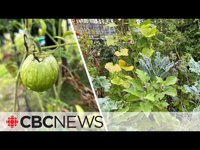 How a rain garden can help your plants soak up extra water