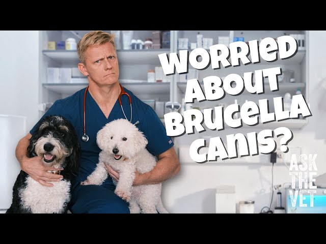 Shocking rise of Brucella Canis in the UK! Signs & symptoms | ASK THE VET with Dr Scott Miller