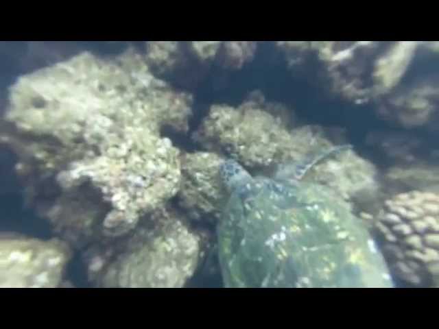 Hawksbill Sea Turtle. Tunnels Beach. Kauai. August 2015.