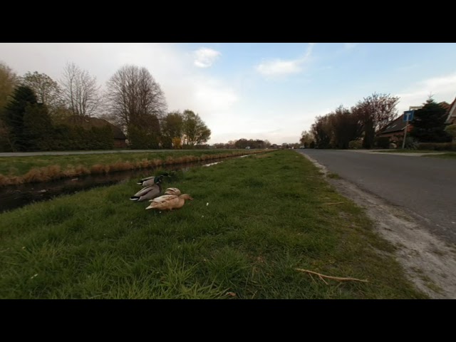 Vr 180 3D Enten füttern am Kanal in Moordorf