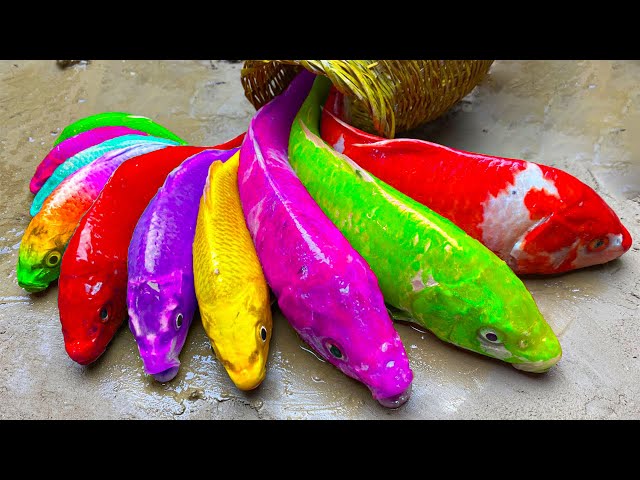 Stop Motion ASMR MUKBANG King crab, Catfish hunting colorful Koi Fish Eels, Skeleton fish