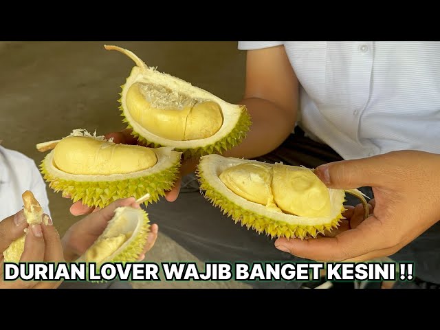 DURIAN LOKAL SUPER DI RUMAH DUREN PAK NGADINO BOYOLALI