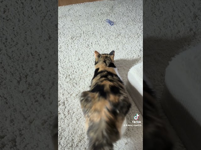 Wiggly cat  #cat #kitten #catlover #shorts #youtubeshorts #cute #kitty #cuteanimal #catvideos #cats