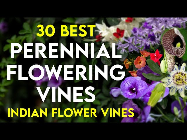 30 best climbing flower plants in india | permanent flower plant | flowering creepers / vines