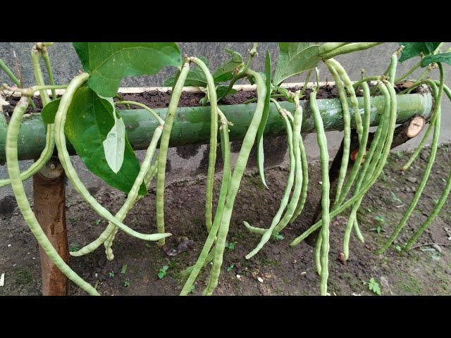 How To Grow Bean At Home 🫛 | How To Propagate Bean Use Aloe Vera 💯