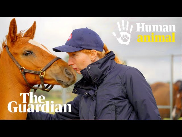 Should horse racing be banned? | Human Animal