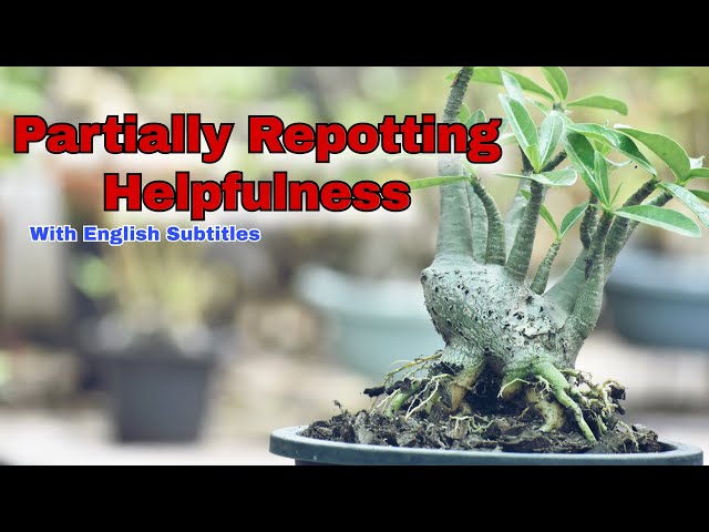 Desert Rose Adenium Plant Partially Repotting / Desert Rose Adenium Bonsai Plant Caudex Care Tips