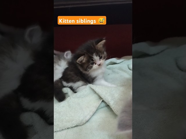 Cat video I cat voice I cat sound I meowing I meow meow I kitten  #cat #kitten #cute #meow #catlover