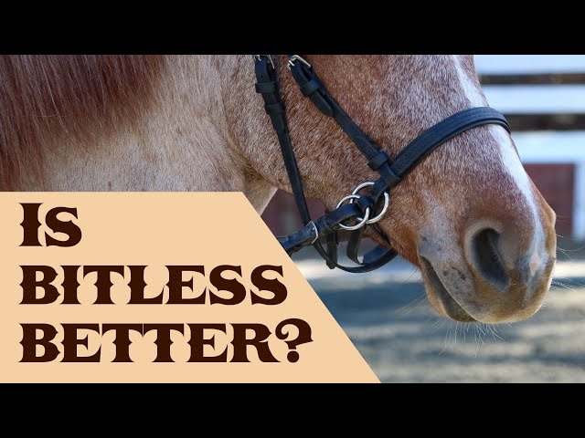 Is "Bitless" Better?